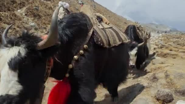 Falka állatok, szarvas szőrös jakok karaván sétál át sziklás ösvényen a hegyekben - Felvétel, videó