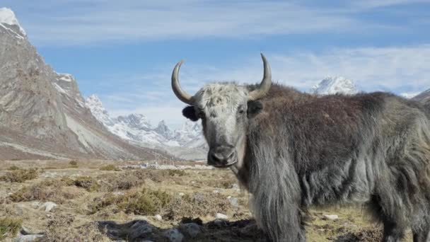 Magnífico soporte de yak gris peludo bajo el sol, mirando el panorama de las tierras altas nevadas - Imágenes, Vídeo