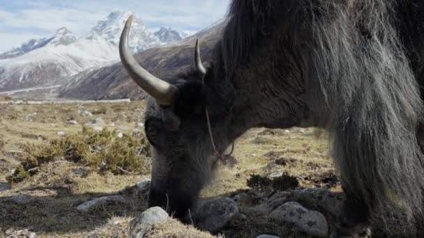 Vrije-zwerven gehoornde harige yak grazen op hoogland weide. Heerlijk vredig warm beest - Video