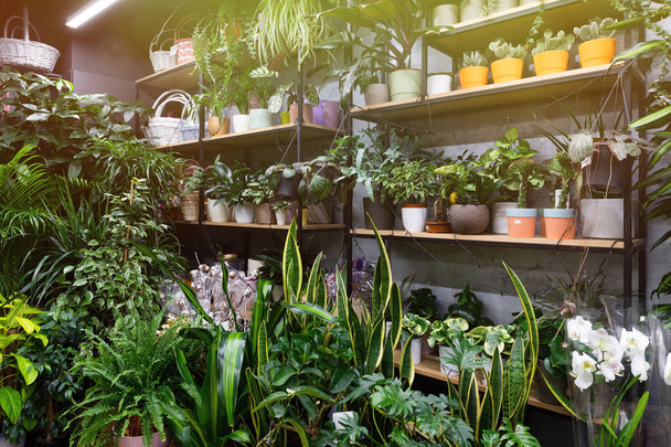 Tienda de jardineros con plantas exóticas en maceta - Foto, Imagen