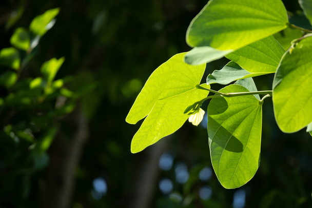 Φυτό πράσινο φύλλο στον κήπο με φόντο bokeh - Φωτογραφία, εικόνα