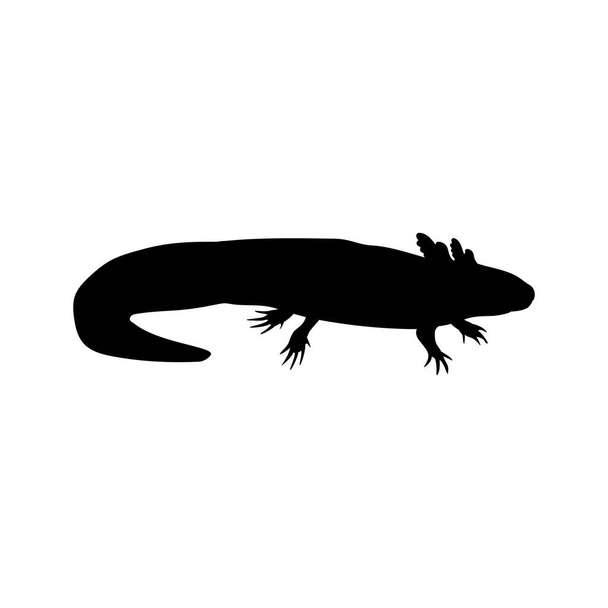 Silhouette mexican Salamander Axolotl. Ambystoma mexicanum. - Wektor, obraz