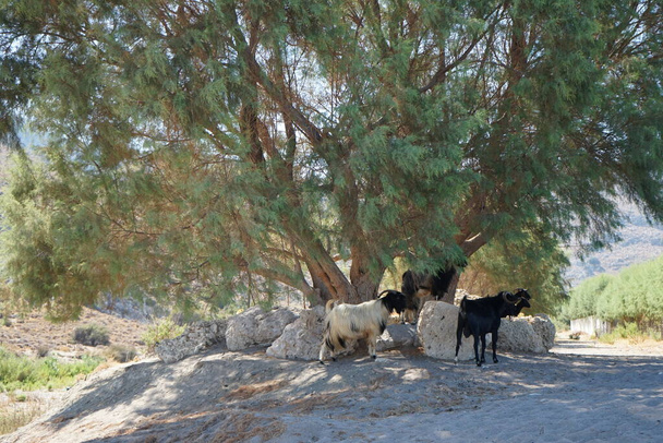 Wild mountain goats descended from the mountains to the watering hole. Kolympia, Rhodes, Greece    - Фото, изображение