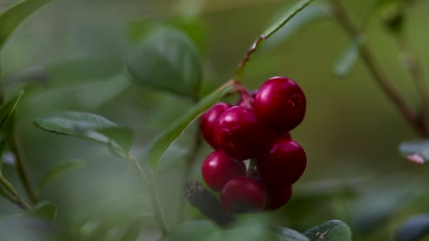 rood noordelijk lingonberry roeren in de wind, - Video