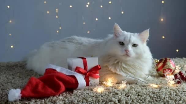 Egy fehér macska vár karácsonyra és szilveszterre egy füzérrel díszített szőnyegen.. - Felvétel, videó