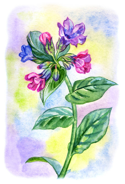 Blooming lungwort on watercolor colorful background, watercolor botanical illustration, print for poster, greeting card, home furnishings decor and other designs - Photo, image