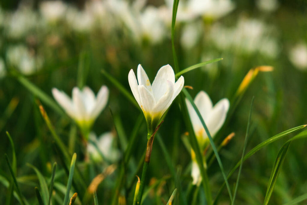 primer plano de flores blancas en el jardín - Foto, Imagen