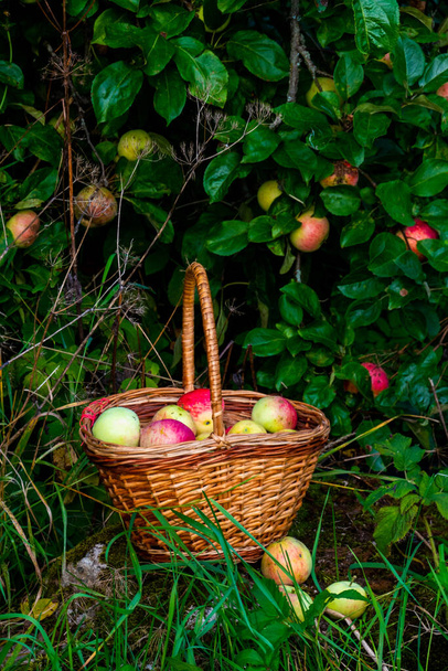 Organic apple harvest, basket of freshly harvested apples with natural blemishes and spots. Red and green freshly picked apples in basket on green grass under the apple tree. High quality photo - Foto, Imagem