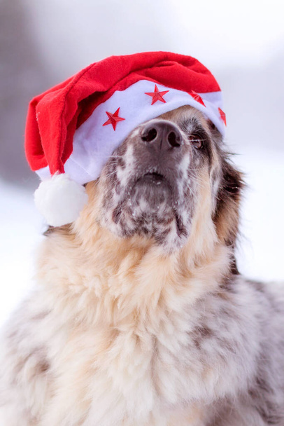 Kırmızı Noel Baba şapkalı, kışın kar ormanları yolunda oturan sevimli bir köpek. - Fotoğraf, Görsel
