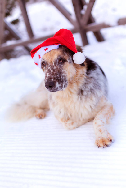 Big cute funny dog in red santa hat lying down on snow covered bridge in winter - Foto, immagini