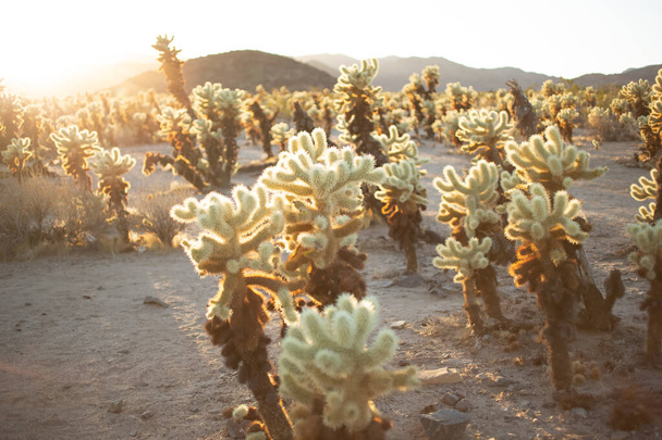A rustic establishing view of the Cholla Cactus Garden during sunset. - Foto, Bild