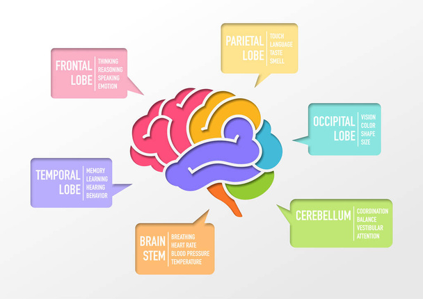 Розділ людського мозку та функція інфографіки, вирізаний папір Векторні ілюстрації
 - Вектор, зображення