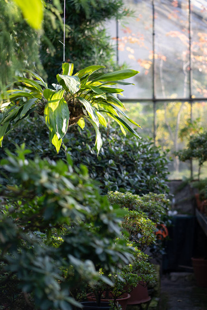 Зеленые лиственные растения растут в теплице с осенним сезоном на открытом воздухе. Зимний сад - Фото, изображение