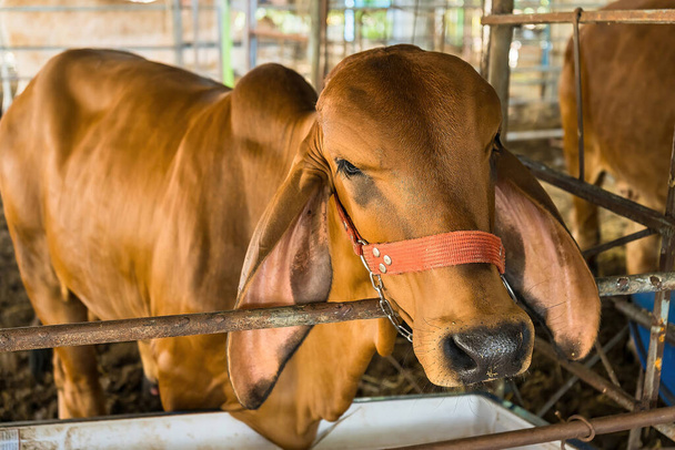 Brown cow standing in a steel cage.Thailand. - 写真・画像