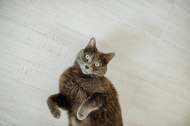 face of a gray shorthair cat of the Russian blue breed. pet is funny lying on the floor, vertical, selective focus, depth of field - Foto, Bild