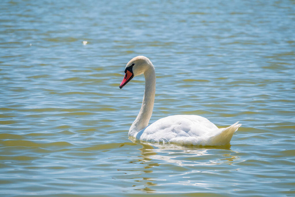 Graceful white Swan swimming in the lake, swans in the wild. Portrait of a white swan swimming on a lake. The mute swan, latin name Cygnus olor. - Photo, Image