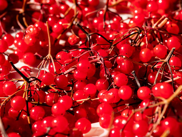 Harvest of medicinal berries of red viburnum. - Photo, Image