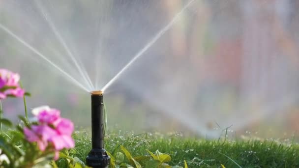Plastic sprinkler irrigating grass lawn with water in summer garden. Watering green vegetation duging dry season for maintaining it fresh - Footage, Video