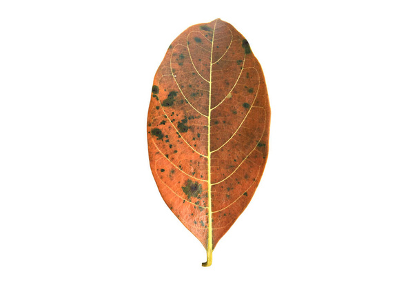 Μεμονωμένα σάπια και μαραμένα φύλλα jackfruit τα οποία έχουν μούχλα στην επιφάνειά τους με μονοπάτια κοπής. - Φωτογραφία, εικόνα