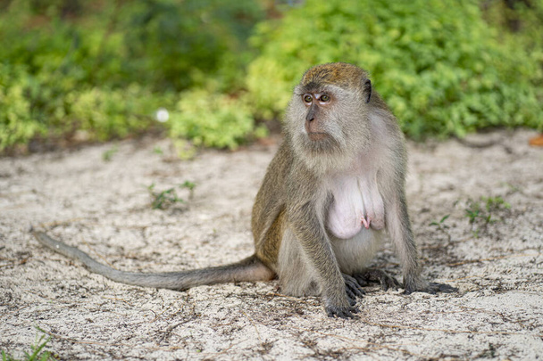A single monkey sitting on the sand looking around. Selective focus points - Fotoğraf, Görsel