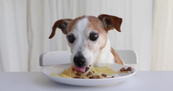 Cão bonito tentando roubar caseiro macarrão cozinha bancada - Filmagem, Vídeo