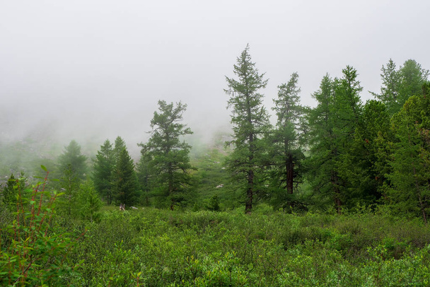 Foggy δάσος Cedar, Σιβηρική taiga πράσινο φυσικό υπόβαθρο. Φυσικό καταφύγιο, έννοια του πράσινου πλανήτη. - Φωτογραφία, εικόνα
