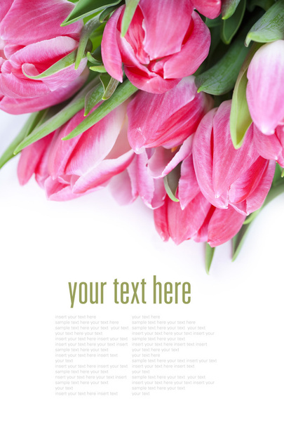Pink tulips - Foto, Imagen