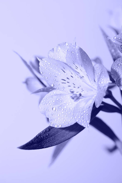 φρέσκα όμορφα λουλούδια τονισμένα στο μοντέρνο Very Peri. Το χρώμα της χρονιάς. φλοράλ φόντο - Φωτογραφία, εικόνα