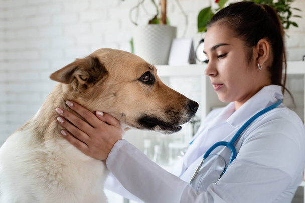 犬を調べるのはやめて。獣医師の子犬。動物病院だ。ペットのチェックと予防接種。医療. - 写真・画像