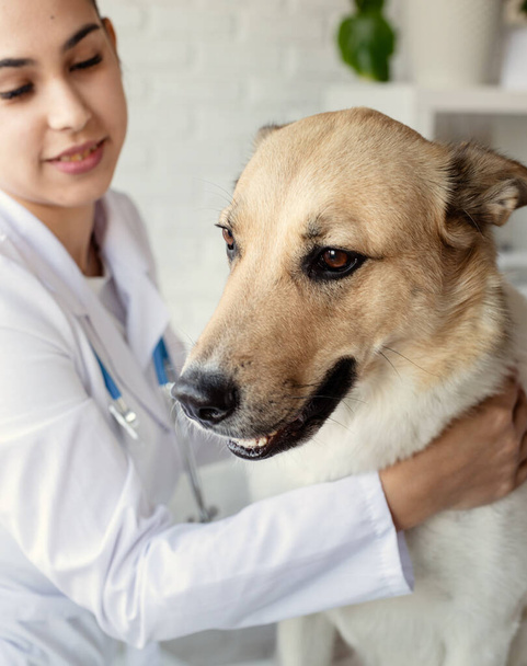 Vet examining dog. Puppy at veterinarian doctor. Animal clinic. Pet check up and vaccination. Health care. - Photo, Image