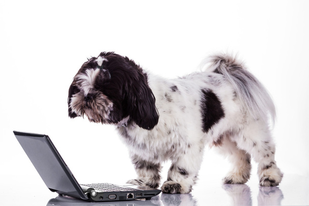 Shih tzu dog  with laptop.  - Фото, изображение