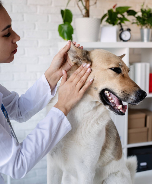 犬を調べるのはやめて。獣医師の子犬。動物病院だ。ペットのチェックと予防接種。医療. - 写真・画像