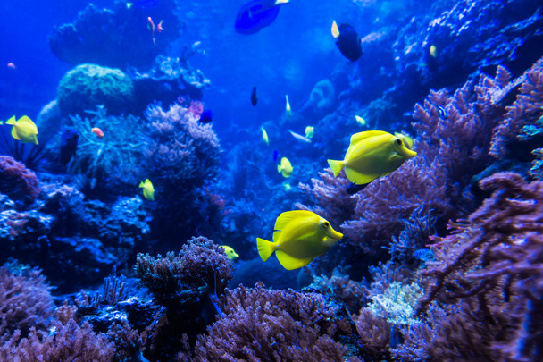 tropical fishes meet in blue coral reef sea water aquarium . Und - 写真・画像