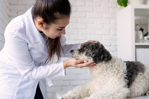 Tierarzt untersucht Hund. Welpe beim Tierarzt. Tierklinik. Haustier-Check und Impfung. Gesundheitsversorgung. - Foto, Bild