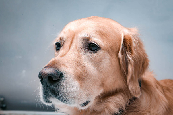 Sehr süßer und süßer Hund, Golden Retriever - Foto, Bild