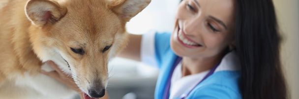 Smiling veterinarian doctor conducts physical examination of dog - Foto, afbeelding