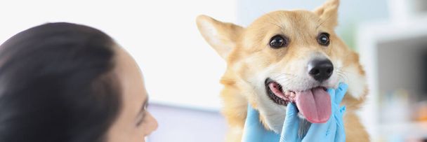 Veterinair arts voert lichamelijk onderzoek van hond mondholte closeup - Foto, afbeelding