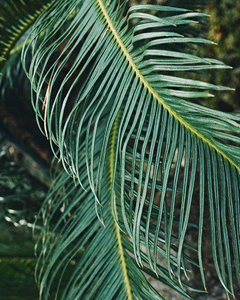 palm leaves on the background of the sea. - Foto, Bild