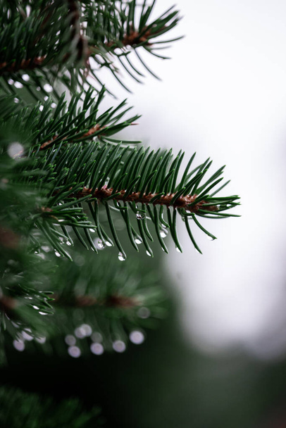 green fir branch with white snow on a background of the christmas tree. - Zdjęcie, obraz