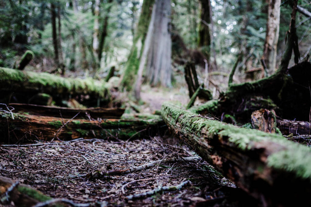 forest moss in the woods - 写真・画像