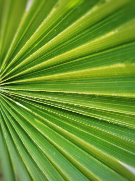 green leaves background, close up - Foto, imagen