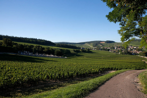 Mercurey has 650 ha of vineyards and is the most important viticultural community in Burgundy. France.  - Foto, Imagem