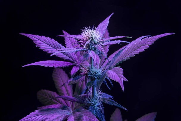 Пурпурное медицинское растение конопли на черном фоне. Эстетический современный яркий вид марихуаны конопли с большими листьями и цветком почки - Фото, изображение