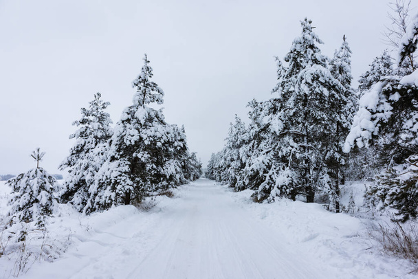 naturalne tło z zimowym krajobrazem ze śnieżną drogą w lesie - Zdjęcie, obraz