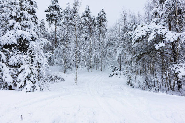 natural background with winter landscape with snow road in the forest - Valokuva, kuva