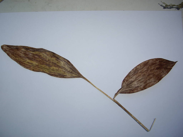 Suszone liście drzew i roślin zielnik na białym tle - Zdjęcie, obraz