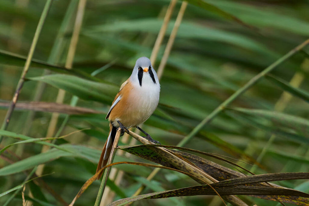 Bearded reedling in its natural enviroment in Denmark - Photo, Image