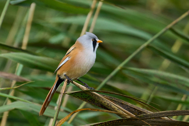 Bearded reedling in its natural enviroment in Denmark - Фото, изображение