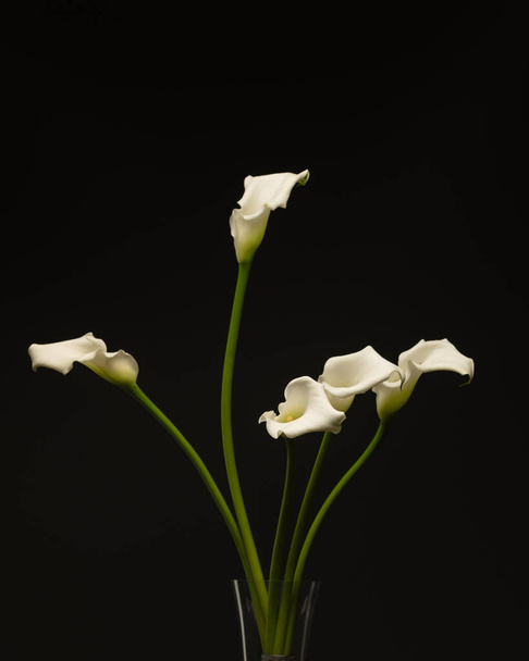 flores de cala blanca sobre fondo negro10 - Foto, Imagen