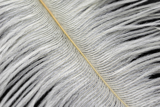 bílé pštrosí peří s viditelnou texturou - Fotografie, Obrázek